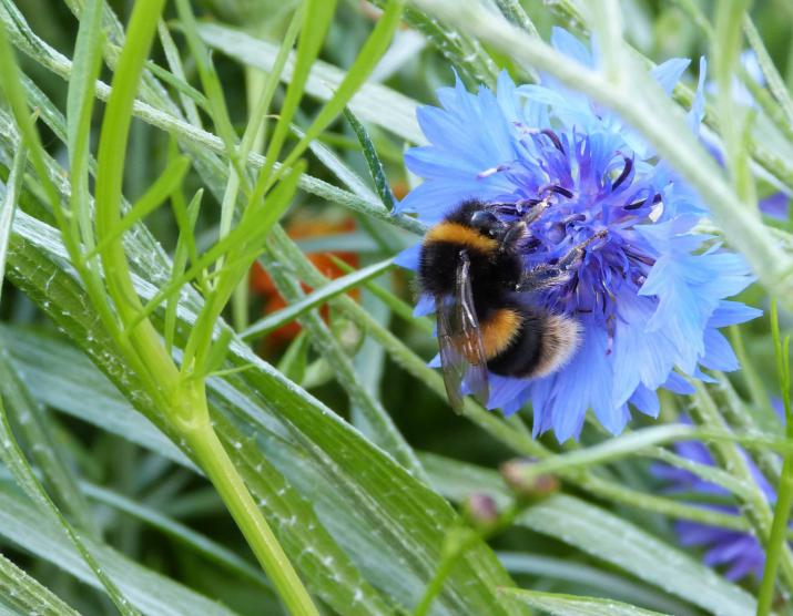 Research on the value of plants to pollinators has increased in recent years. Credit: Author Research on the value of plants to pollinators has increased in recent years. Credit: Author