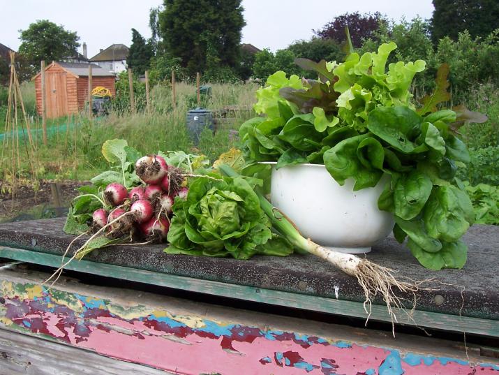 Allotment produce. Jon (CC BY 2.0) Allotment produce. Jon (CC BY 2.0)