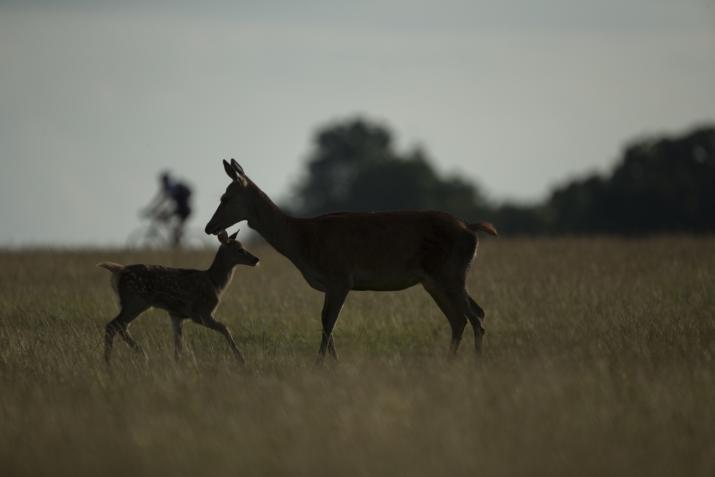 Deer & Cyclist in Richmond. Credit: Luke Massey