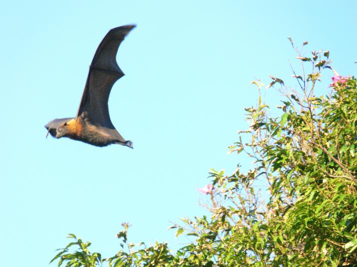 Flying fox by Mr.Rocks (CC BY-SA 3.0)