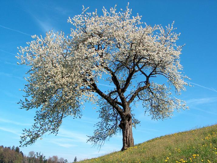 Credit: (Wikimedia Commons - Fruhling_bludhender_Kirschebaum) Credit: (Wikimedia Commons - Fruhling_bludhender_Kirschebaum)