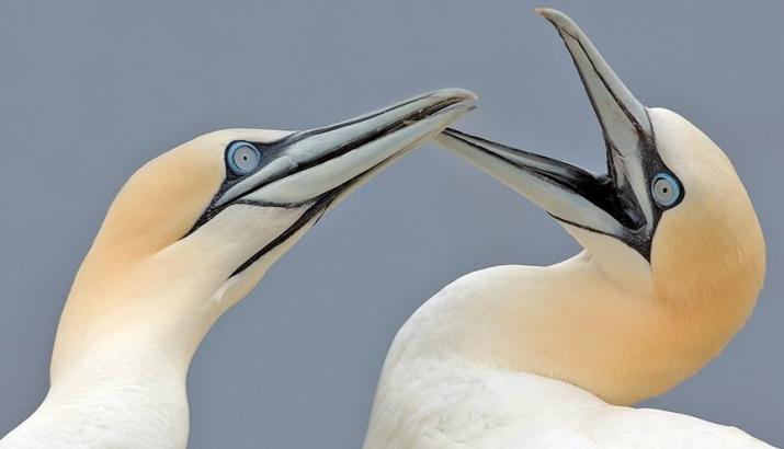 Gannets, ERT