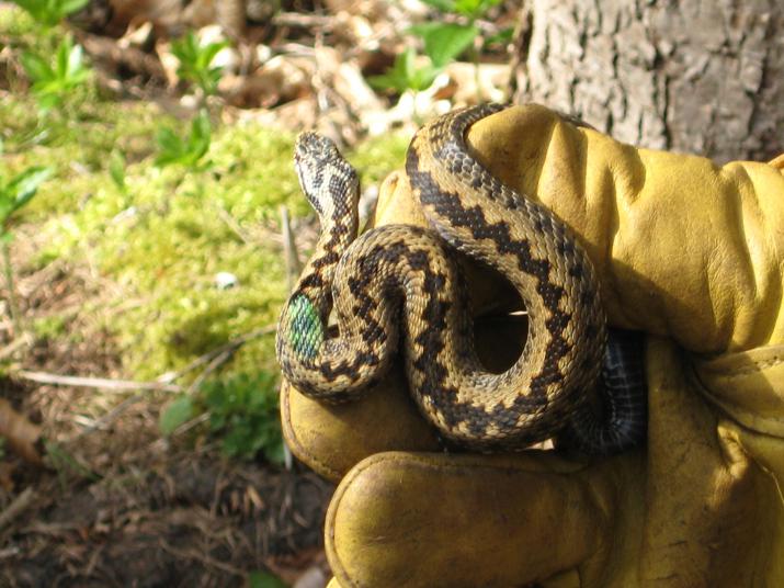 Adder, South Downs National Park, Credit: author