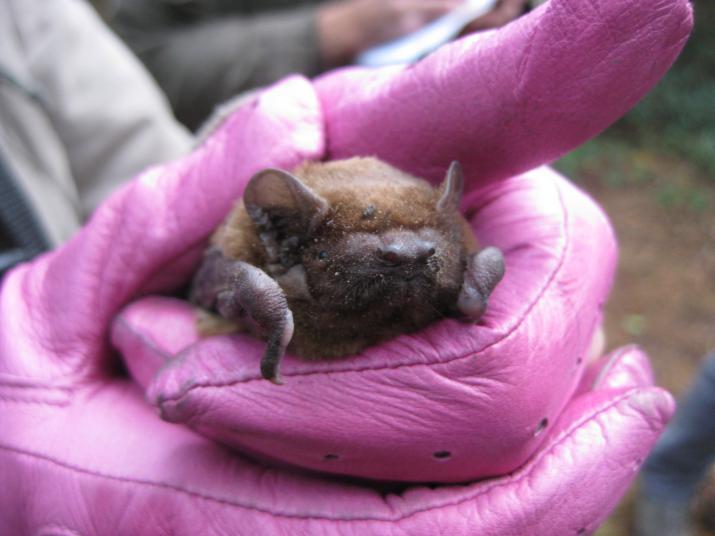 Noctule bat at a London Bat Group bat box check in South London Credit: Author