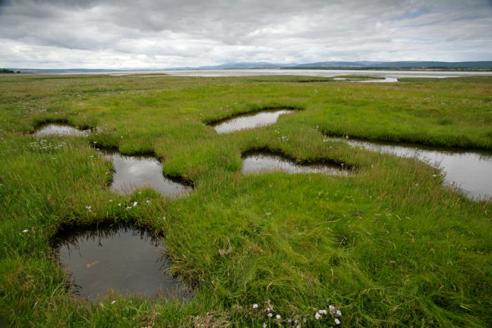 Saltmarsh at Nigg Bay Credit: Andy Hay (rspb-images.com) Saltmarsh at Nigg Bay Credit: Andy Hay (rspb-images.com)