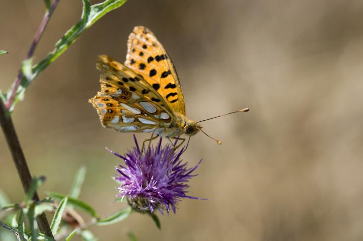 small pearl bordered fritillary (credit: Author) small pearl bordered fritillary (credit: Author)
