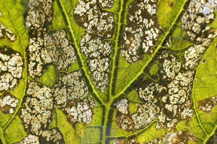 leaf damage (Creative Commons, Pablo Oliveri) leaf damage (Creative Commons, Pablo Oliveri)