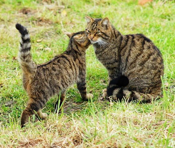 Wildcat and kitten, Scotland (credit: creative commons) Wildcat and kitten, Scotland (credit: creative commons)