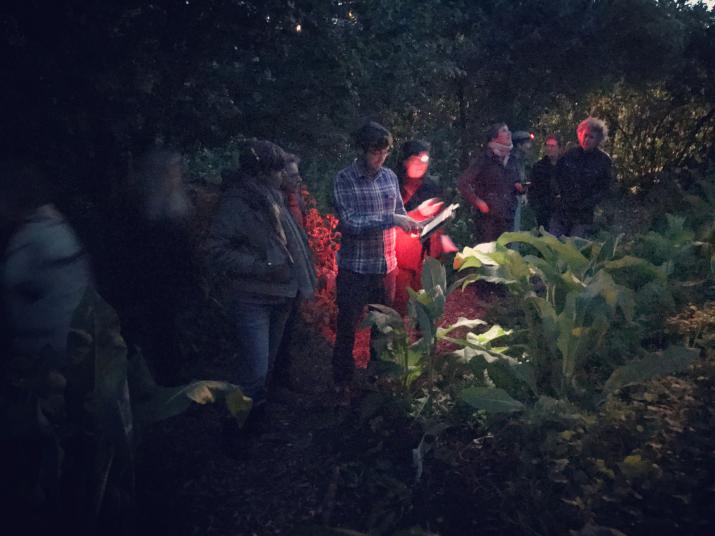 Waiting for bats in Tower Hamlets Cemetery Waiting for bats in Tower Hamlets Cemetery