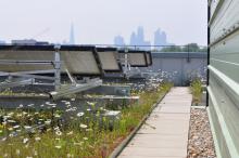 Tortoiseshell on a biosolar roof in southern Germany, photo credit: Optigreen International