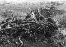 Bog wood at Lindow Moss, Cheshire (credit: author)