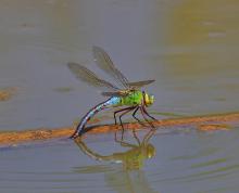 Emperor dragonfly. Credit: creative commons