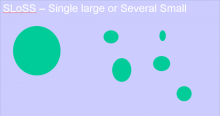 Single large or several small - the theory of island biogeography