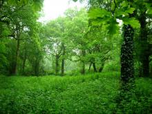 Littleheath Woods (c) Mathew Frith