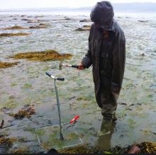 Surveying seagrass meadows, Scotland (credit: Inés Mazarrasa)