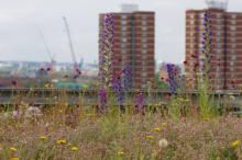 London green infrastructure. Dusty Gedge