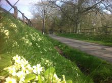  A primrose bank, surrey, credit author